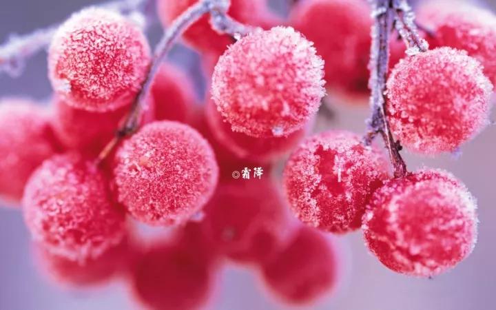 霜降要吃柿子